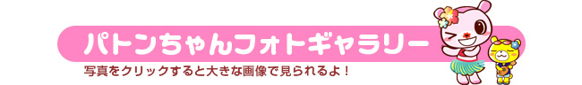 パトンちゃんのフォトギャラリー